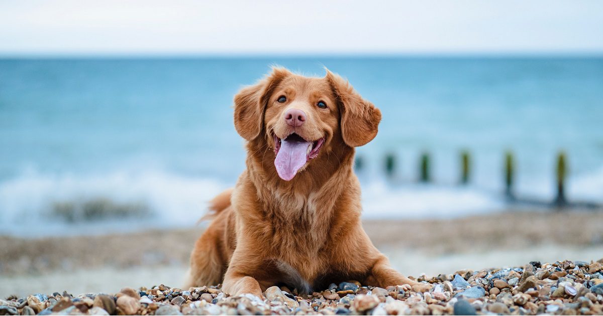 Pes na pláži pri mori